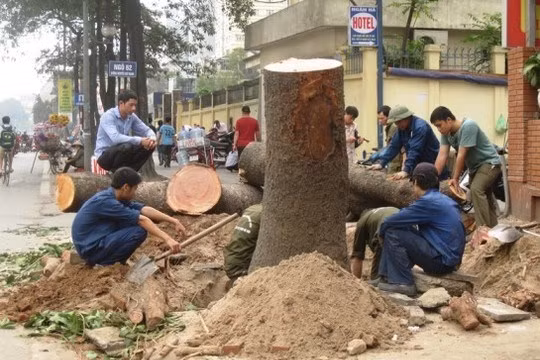 Nhiều bài học được rút ra từ chiến dịch chặt hạ cây xanh hàng loạt của Hà Nội