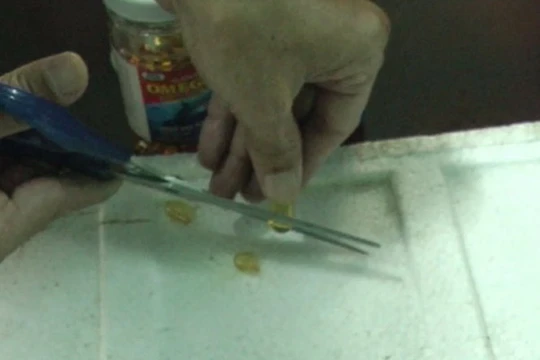 Chi cục ATVSTP tiến hành cắt viên dầu cá thử nghiệm trên miếng xốp - Ảnh: T.M