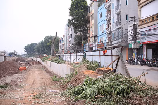 Cây xà cừ cổ thụ đã bị chặt hạ trên đường Bưởi - Ảnh: Lâm Hoài