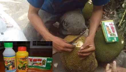 Khoét lỗ trên quả mít để đổ hóa chất (ảnh bên)