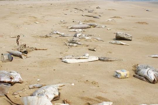 Xót xa cảnh cá chết ở 4 tỉnh miền Trung