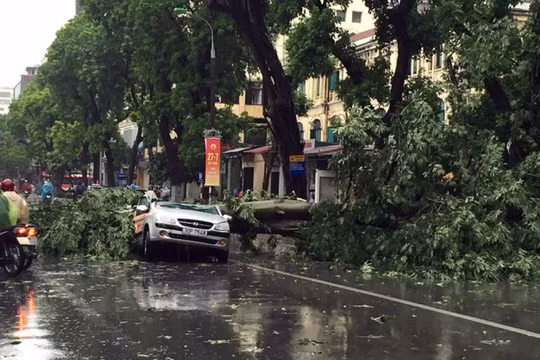 Một cây xanh cỡ lớn đổ chắn ngang đường Hai Bà Trưng đè lên ô tô.
