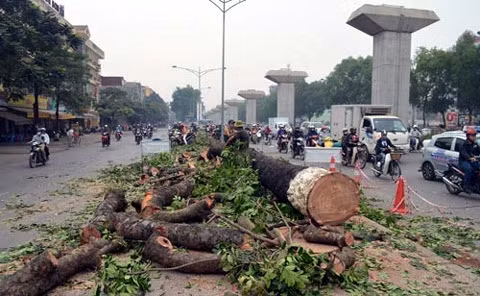 Nhiều cây xanh được trồng cách đây cả chục năm đang bị Hà Nội chặt hạ để trồng mới và thay thế. 