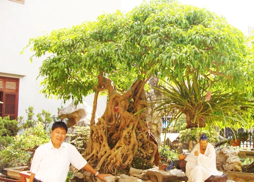 Toàn “đô la” bên cây sanh Ông Bụt giá hơn 20 tỷ đồng.