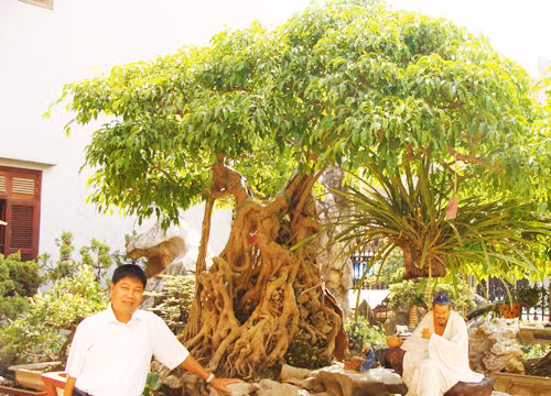 Toàn “đô la” bên cây sanh Ông Bụt giá hơn 20 tỷ đồng.