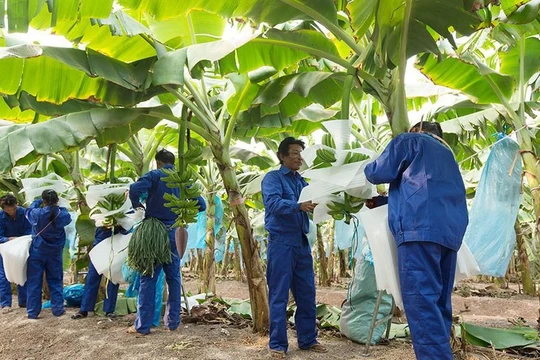 HNG chốt làm dự án 750 triệu USD ở Lào