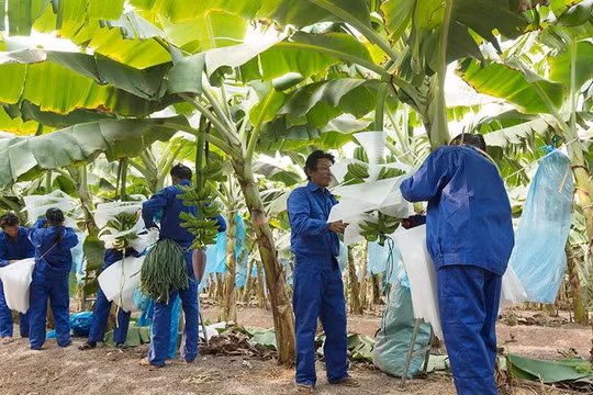 HNG lỗ hơn 815 tỉ đồng quý 4/2021, lỗ lũy kế vượt 3.400 tỉ đồng