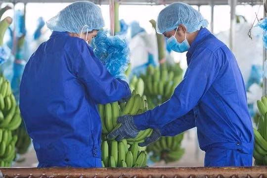 Thiếu giấy tờ đất, Thagrico khó huy động vốn để phát triển các dự án nông nghiệp tại Lào và Campuchia của HAGL Agrico.