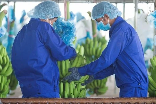 Năm 2021, HNG dự kiến trồng mới 1.000 ha chuối tại Attapeu, Lào và 30ha chuối tại Quang Minh, Lào (Ảnh: HNG)