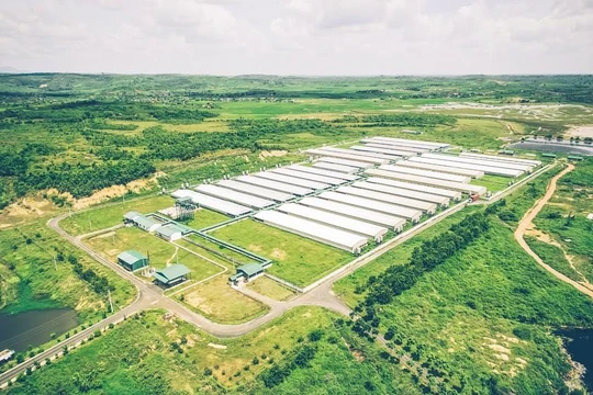 Một trại heo giống tại Đắk Nông của GreenFeed Việt Nam