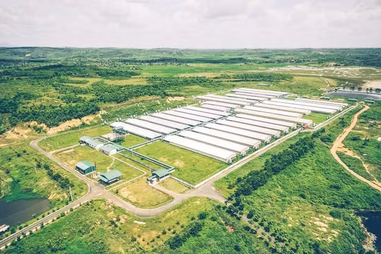 Một trại heo giống tại Đắk Nông của GreenFeed Việt Nam