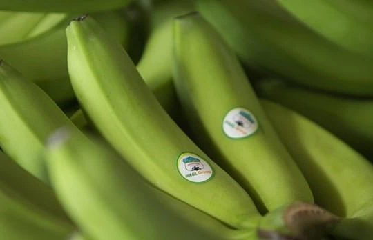 HAGL ghi nhận doanh thu trái cây Quý 1/2021 giảm 77,6% so với cùng kỳ năm trước (Ảnh: HAG)