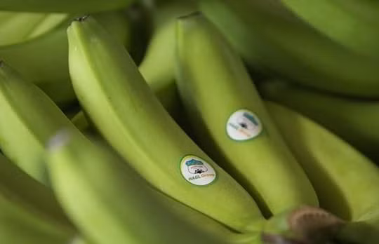 Sản phẩm chuối của HAGL (Nguồn: HAGL)