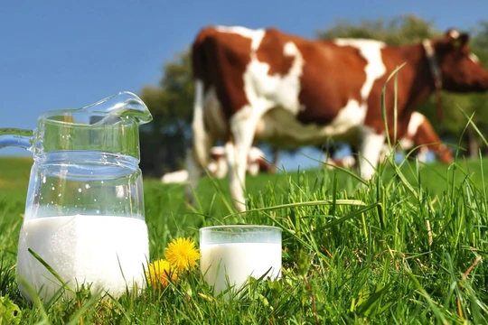 Sữa bò tươi