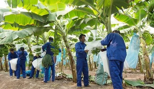 Chuối và chăn nuôi heo là hai mảng kinh doanh chính của HAG trong năm 2022