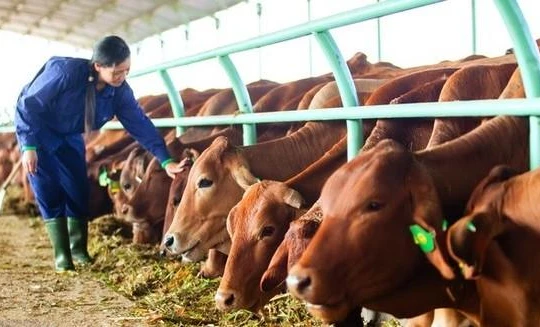 HNG bán 3 công ty con cho Thaco