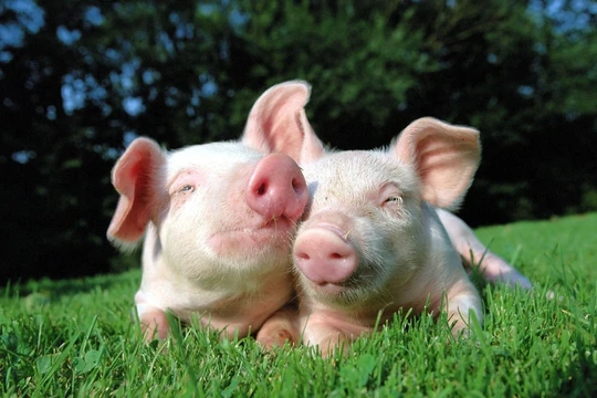 Học “bầu” Đức nuôi bò, Hòa Phát chuyển hướng nuôi … heo