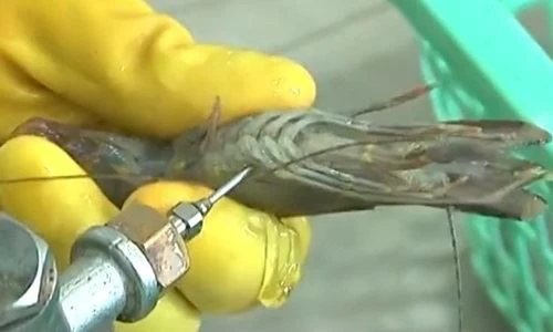 Video: Kinh hoàng với tôm sú được bơm hóa chất để tăng trọng lượng