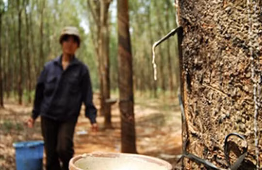 Đầu tư ngoài ngành tại VRG tiềm ẩn nguy cơ mất vốn lên đến hàng nghìn tỷ đồng