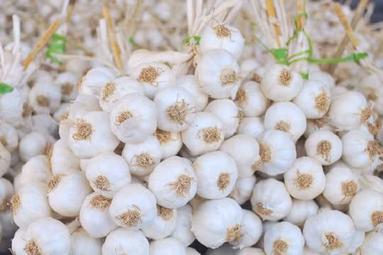 Video: Hạn hán tỏi Lý Sơn giá nửa chỉ vàng cũng không có để mua