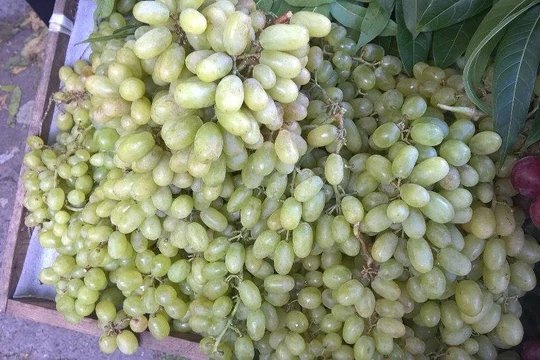 Nho xanh Trung Quốc có cả loại có hạt và không có hạt