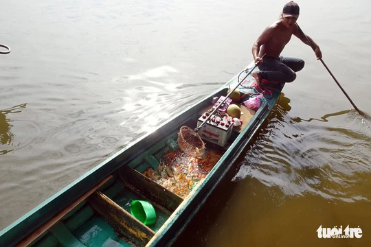 Cá cúng ông Táo vừa thả đã bị xuyệt điện ngắc ngoải