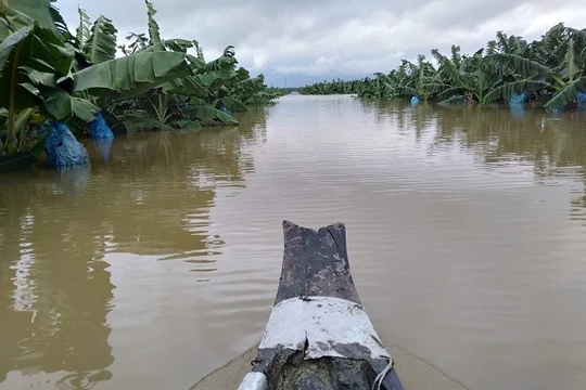 Ông Trời lại làm khó HAGL Agrico: 1.500 ha cây ăn trái ngập lụt trong “hiện tượng thời tiết bất thường chưa từng xảy ra tại Lào