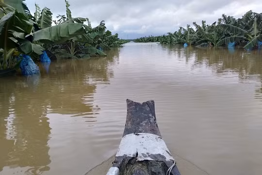 Ông Trời lại làm khó HAGL Agrico: 1.500 ha cây ăn trái ngập lụt trong “hiện tượng thời tiết bất thường chưa từng xảy ra tại Lào