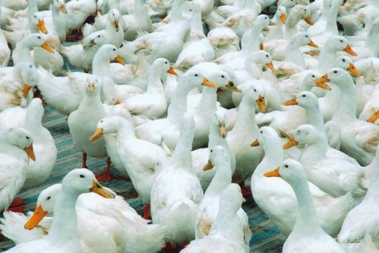 Ảnh minh họa - Nguồn: Internet