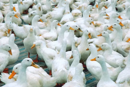 Ảnh minh họa - Nguồn: Internet