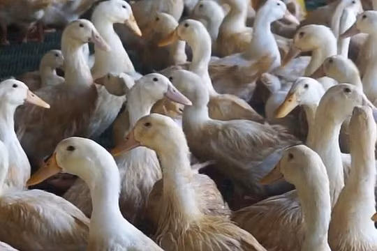 Ảnh minh họa - Nguồn: Internet