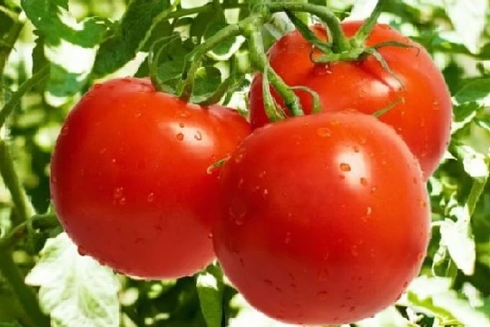 Cà chua là loại quả bình dân nhưng có tác dụng thần kì.