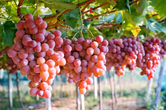 Việt Nam hiện là nhà nhập khẩu nho tươi lớn thứ tư của Australia.