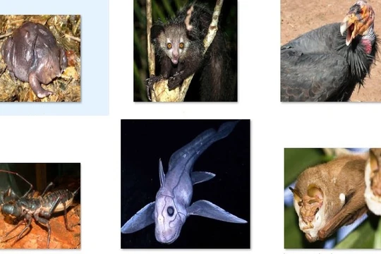 Những loài vật đáng sợ nhất thế giới. Nguồn: List 25