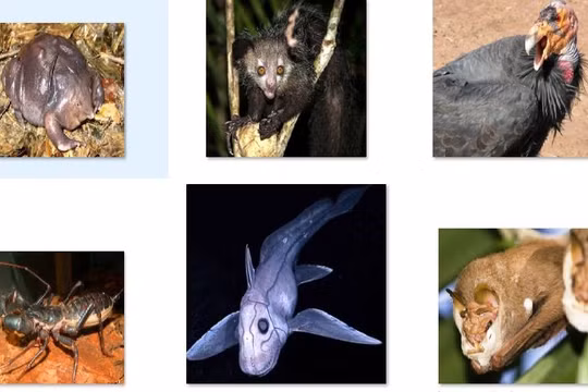 Những loài vật đáng sợ nhất thế giới. Nguồn: List 25