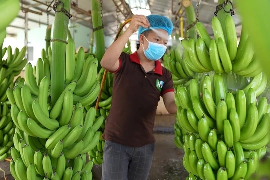 Hoạt động kinh doanh của Cao su Thống Nhất quý II/2024 chủ yếu xoay quanh hoạt động bán chuối.