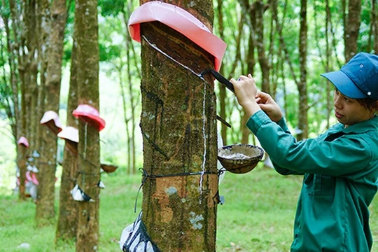 Doanh nghiệp cao su kẻ khóc người cười, gam màu đối lập giữa thành viên của Vinachem và VRG