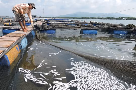 TAND TP Vũng Tàu vừa tuyên án buộc 11 doanh nghiệp chế biến hải sản tại Tân Hải bồi thường cho các hộ nuôi cá lồng ở Long Sơn số tiền hơn 13,2 tỷ đồng vì hành vi xả thải.