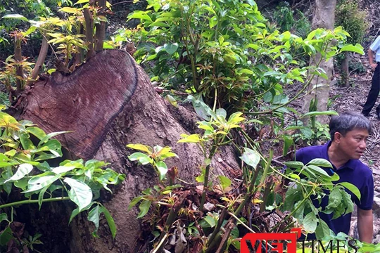 Bí thư Thành ủy Đà Nẵng Nguyễn Xuân Anh cương quyết xử nghiêm các vụ phá rừng Sơn Trà, cho dù đó là ai và dù chỉ chặt 1 cây