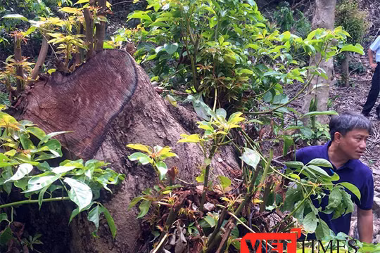 Bí thư Thành ủy Đà Nẵng Nguyễn Xuân Anh cương quyết xử nghiêm các vụ phá rừng Sơn Trà, cho dù đó là ai và dù chỉ chặt 1 cây