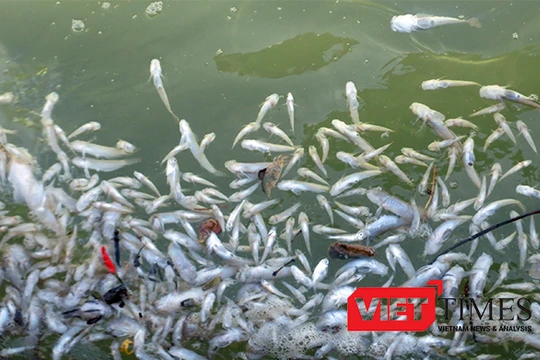 Thủy triều đỏ là "thủ phạm" gây ra tình trạng thủy hải sản nuôi trồng tại vùng biển giáp ranh 2 xã Vạn Thọ - Vạn Thạnh (huyện Vạn Ninh, tỉnh Khánh Hòa) bị chết trong thời gian qua. 