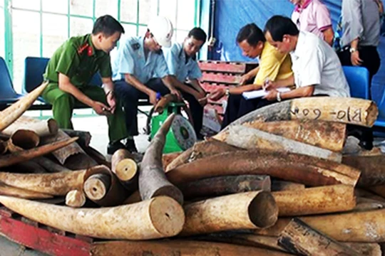 Ngà voi nhập lậu từ châu Phi về Việt Nam bị phát hiện và thu giữ
