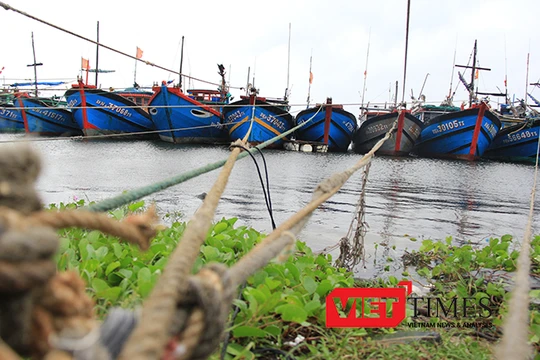 Tính đến thời điểm hiện tại, Đà Nẵng đã có hơn 1.700 phương tiện/6.500 lao động của các tỉnh đã vào neo đậu tại bờ.