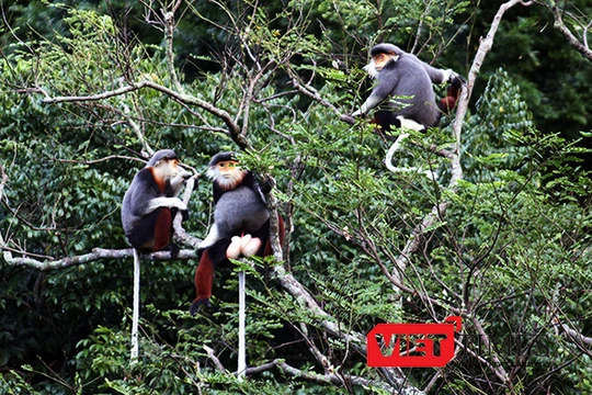 Voọc chà vá chân nâu sẽ là biểu tượng của TP Đà Nẵng tại APEC 2017