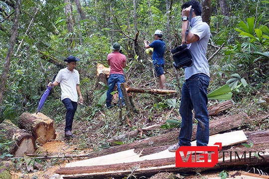 Tỉnh ủy Quảng Nam vừa có quyết định kỷ luật 3 tổ chức Đảng và 7 cá nhân liên quan đến vụ phá rừng Pơ mu tại khu vực biên giới tỉnh Quảng Nam-Lào