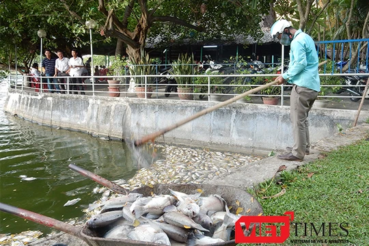 Sau khi tình trạng cá chết liên tiếp xảy ra tại hồ Công viên 29/3, UBND TP Đà Nẵng đã phê duyệt kinh phí hơn 15,3 tỷ đồng nạo vét bùn đối với hồ này.