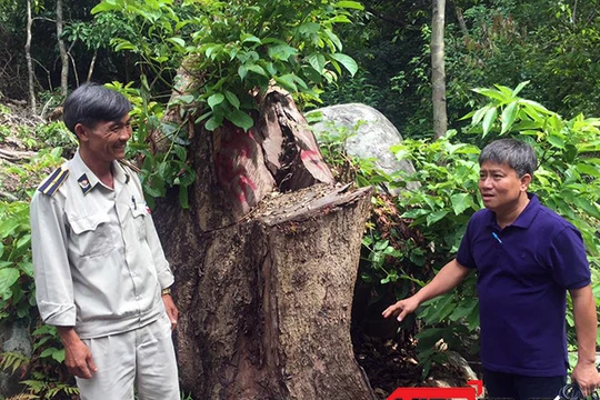Chi Cục Kiểm lâm TP Đà Nẵng vừa có Quyết định khởi tố vụ án hình sự đối với vụ phá rừng tại tiểu khu 63, Khu Bảo tồn thiên nhiên Sơn Trà (phường Thọ Quang, quận Sơn Trà, TP Đà Nẵng)
