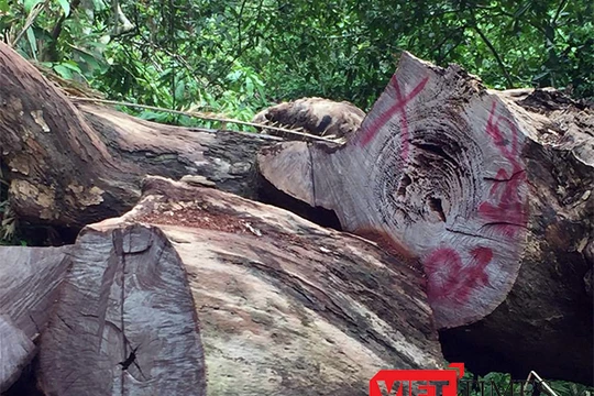 Đã có 16 cây gỗ đứng đường kính lên đến hơn 1,4m bị chặt hạ tại khu du lịch Nhất Lâm Thủy Trang Trà, thuộc rừng Sơn Trà