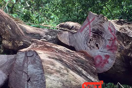 Đã có 16 cây gỗ đứng đường kính lên đến hơn 1,4m bị chặt hạ tại khu du lịch Nhất Lâm Thủy Trang Trà, thuộc rừng Sơn Trà