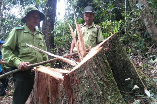 Phá rừng Pơ mu tại Quảng Nam